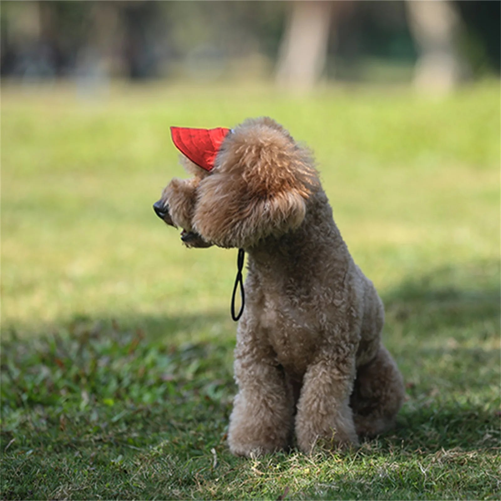 Adjustable Pet Dog Travel Cute Baseball Hat Sun Cap Visor Hat with Ear Holes Outdoor Sport Pet Supplies